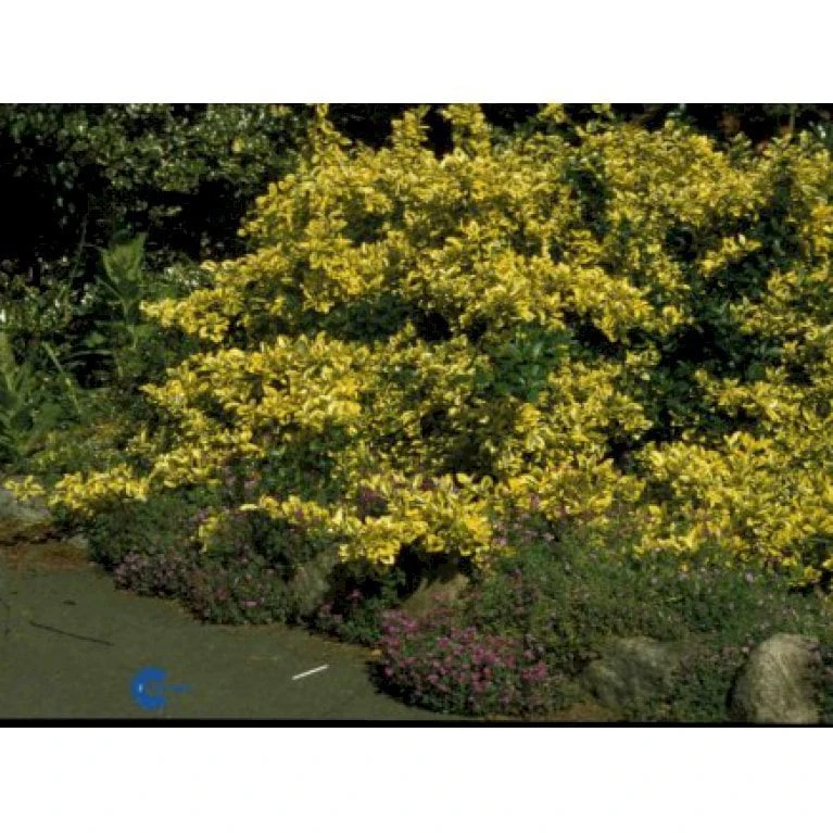 Benved 'Emerald Gold' Euonymus Fortunei 'Emerald Gold' Opstammet 80 Cm. 7,5 Liter Potte