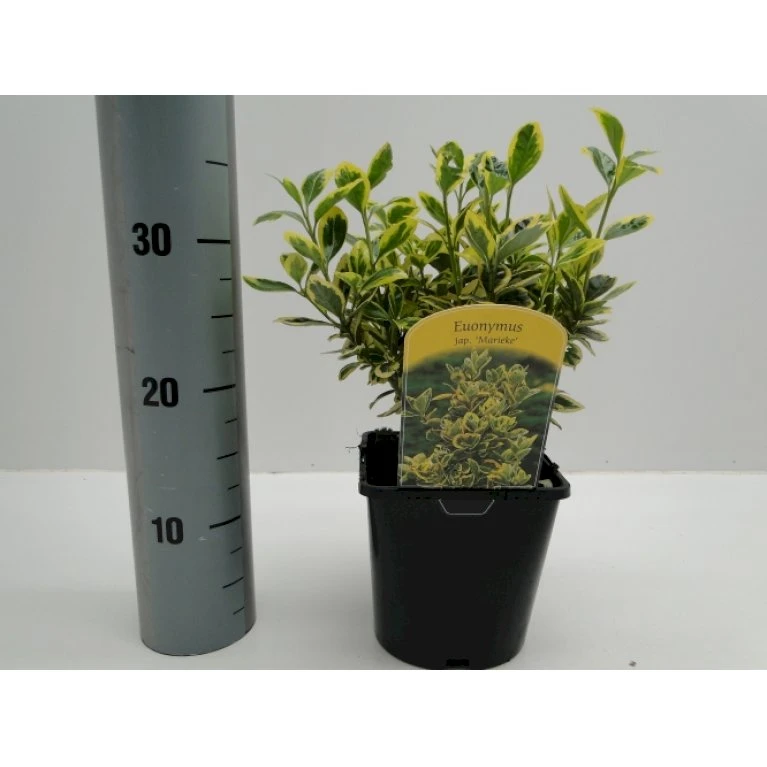 Benved' Marieke' Euonymus Japonica 'Marieke' Potte 2,0 Liter,- 20-25 Cm. - Billede 3