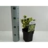 Benved' Marieke' Euonymus Japonica 'Marieke' Potte 2,0 Liter,- 20-25 Cm.
