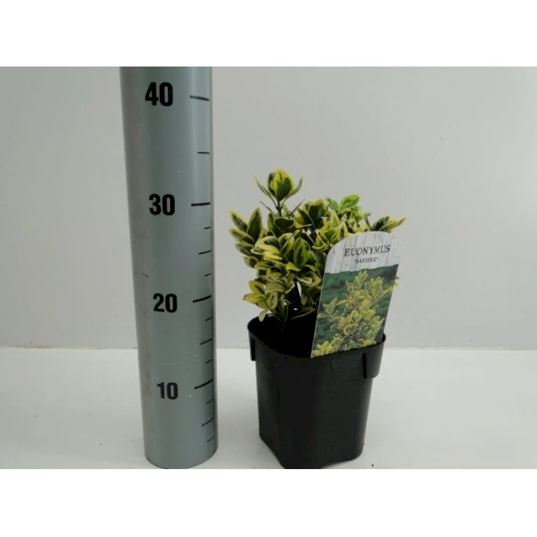 Benved' Marieke' Euonymus Japonica 'Marieke' Potte 2,0 Liter,- 20-25 Cm.
