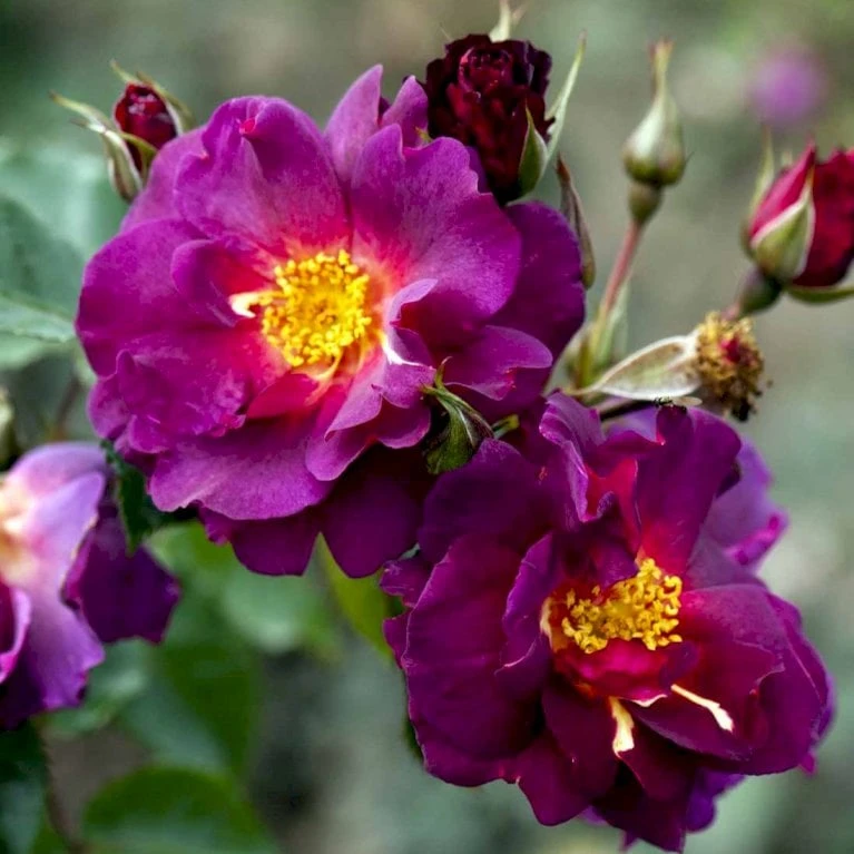 'Wild Rover' Rosa X 'Wild Rover' (Slyngrose) A-Kvalitet,- Barrods Roser Min. 3 Grene