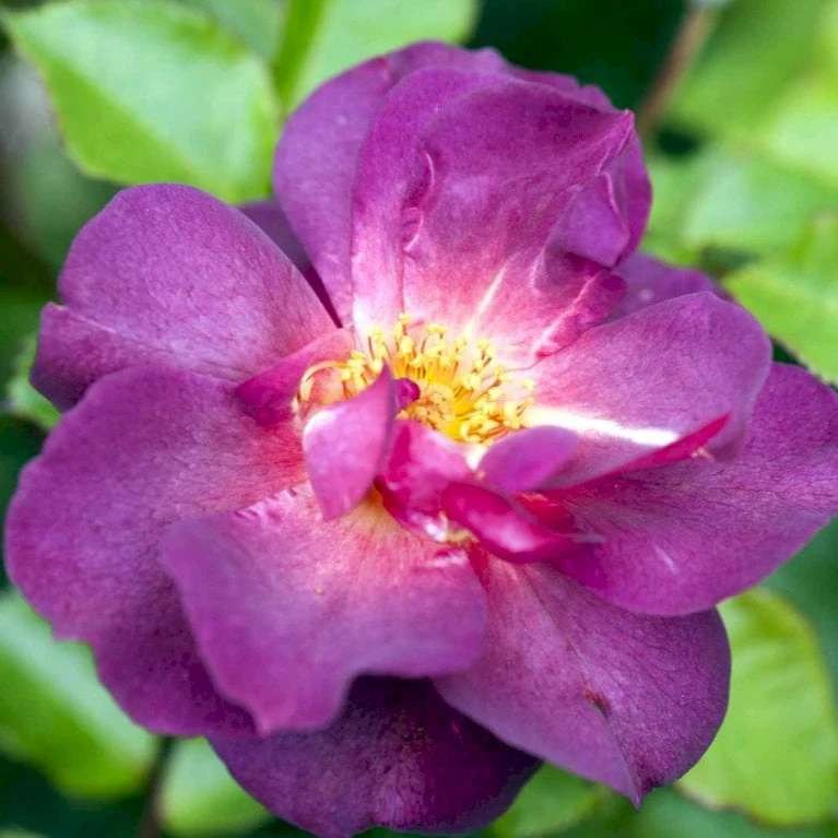 'Wild Rover' Rosa X 'Wild Rover' (Slyngrose) A-Kvalitet,- Barrods Roser Min. 3 Grene - Billede 3