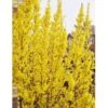 Vårguld 'Lynwood' Forsythia Intermedia 'Lynwood' 5 Liter Potte