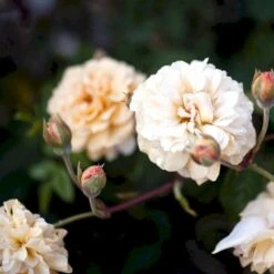 'Buff Beauty' Rosa Moschata 'Buff Beauty' (Moskusrose) A-Kvalitet,- Barrods Roser Min. 3 Grene