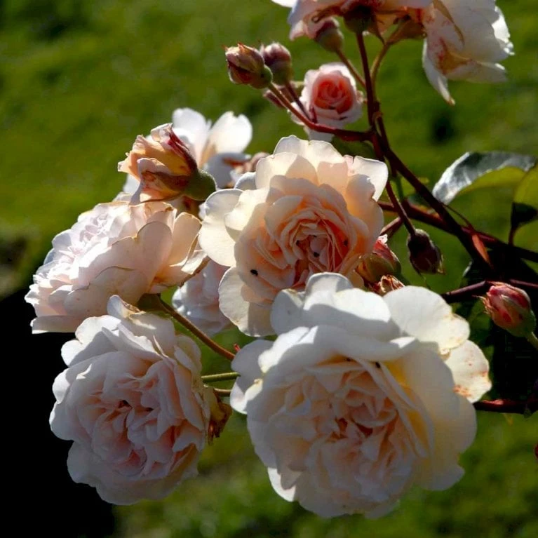 'Buff Beauty' Rosa Moschata 'Buff Beauty' (Moskusrose) A-Kvalitet,- Barrods Roser Min. 3 Grene - Billede 3