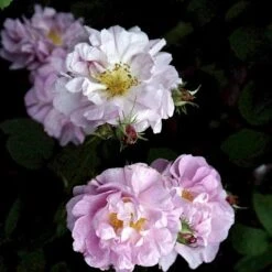 'Celsiana' Rosa Damascena 'Celsiana' (Damascenerrose) A-Kvalitet,- Barrods Roser Min. 3 Grene