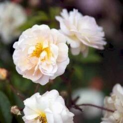 'Ghislaine De Féligonde' Rosa Moschata 'Ghislaine De Féligonde' (Moskusrose) A-Kvalitet,- Barrods Roser Min. 3 Grene