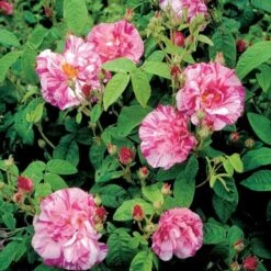 'Rosa Mundi' Rosa Gallica 'Rosa Mundi' (Gallicarose) A-Kvalitet,- Barrods Roser Min. 3 Grene