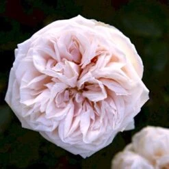 'Souvenier De La Malmaison' Rosa Bourboniana 'Souvenier De La Malmaison' (Bourbonrose) A-Kvalitet,- Barrods Roser Min. 3 Grene