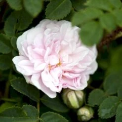 'Stanwell Perpetual' Rosa Pimpinellifolia 'Stanwell Perpetual' (Klitrose) A-Kvalitet,- Barrods Roser Min. 3 Grene