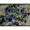 Trompet Ensian Gentiana Acaulis 10 Cm. Potte