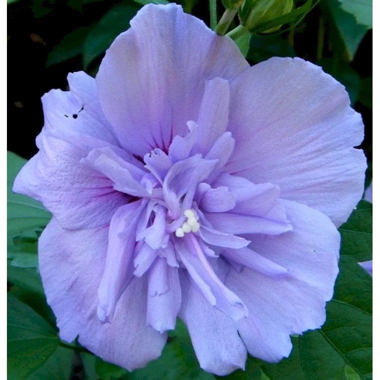 Syrisk Rose 'Blue Chiffon' Hibiscus Syriacus 'Blue Chiffon' Potte 4,0 Liter,- 50-60 Cm. - Billede 3