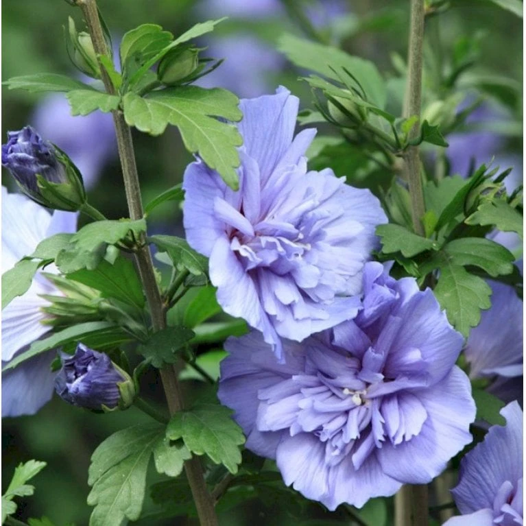 Syrisk Rose 'Blue Chiffon' Hibiscus Syriacus 'Blue Chiffon' Potte 4,0 Liter,- 50-60 Cm. - Billede 4