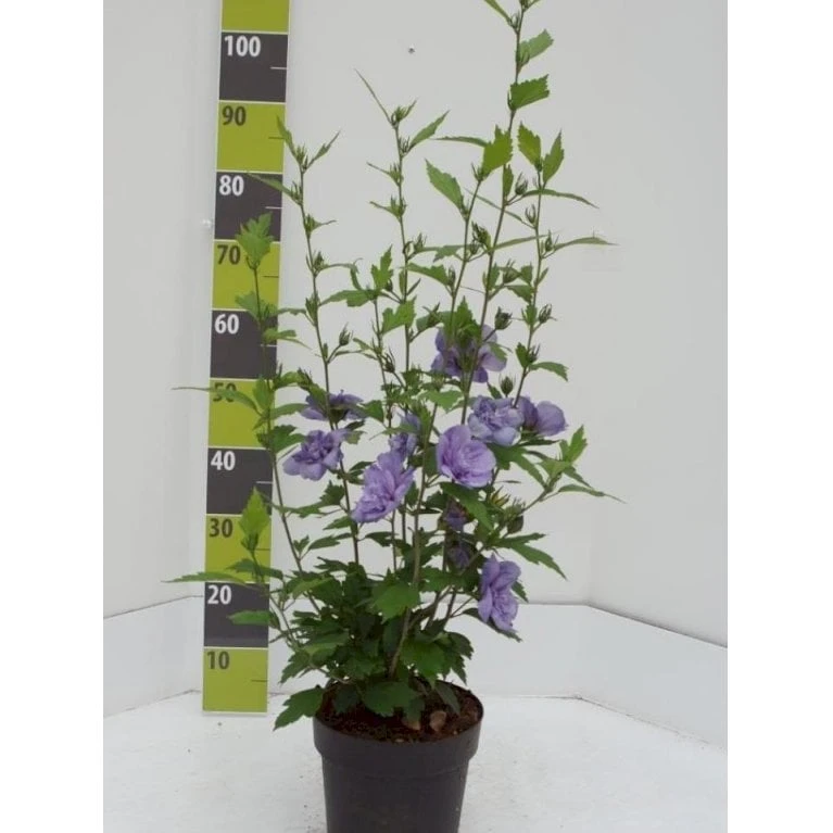 Syrisk Rose 'Blue Chiffon' Hibiscus Syriacus 'Blue Chiffon' Potte 4,0 Liter,- 50-60 Cm.