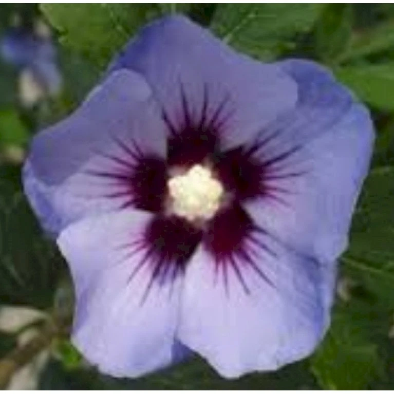 Syrisk Rose 'Marina' Hibiscus Syriacus 'Marina' Potte 4,0 Liter,- 50-60 Cm. - Billede 3