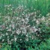 Sommerfugleblomst Gillenia Trifoliata 1 Liter Potte