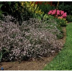Brudeslør Gypsophila Repens-hybrid 'Rosenschleier' 1 Liter Potte