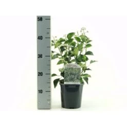 Busk-Vedbend 'Arborescens' Hedera Helix 'Arborescens' Potte 2,0 Liter,- 40-60 Cm.