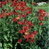 Solbrud 'Moerheim Beauty' Helenium Hybrid 'Moerheim Beauty' 1 Liter Potte
