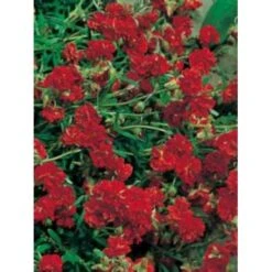 Soløje 'Amabile Plenum' Helianthemum Hybrid 'Amabile Plenum' 10 Cm. Potte